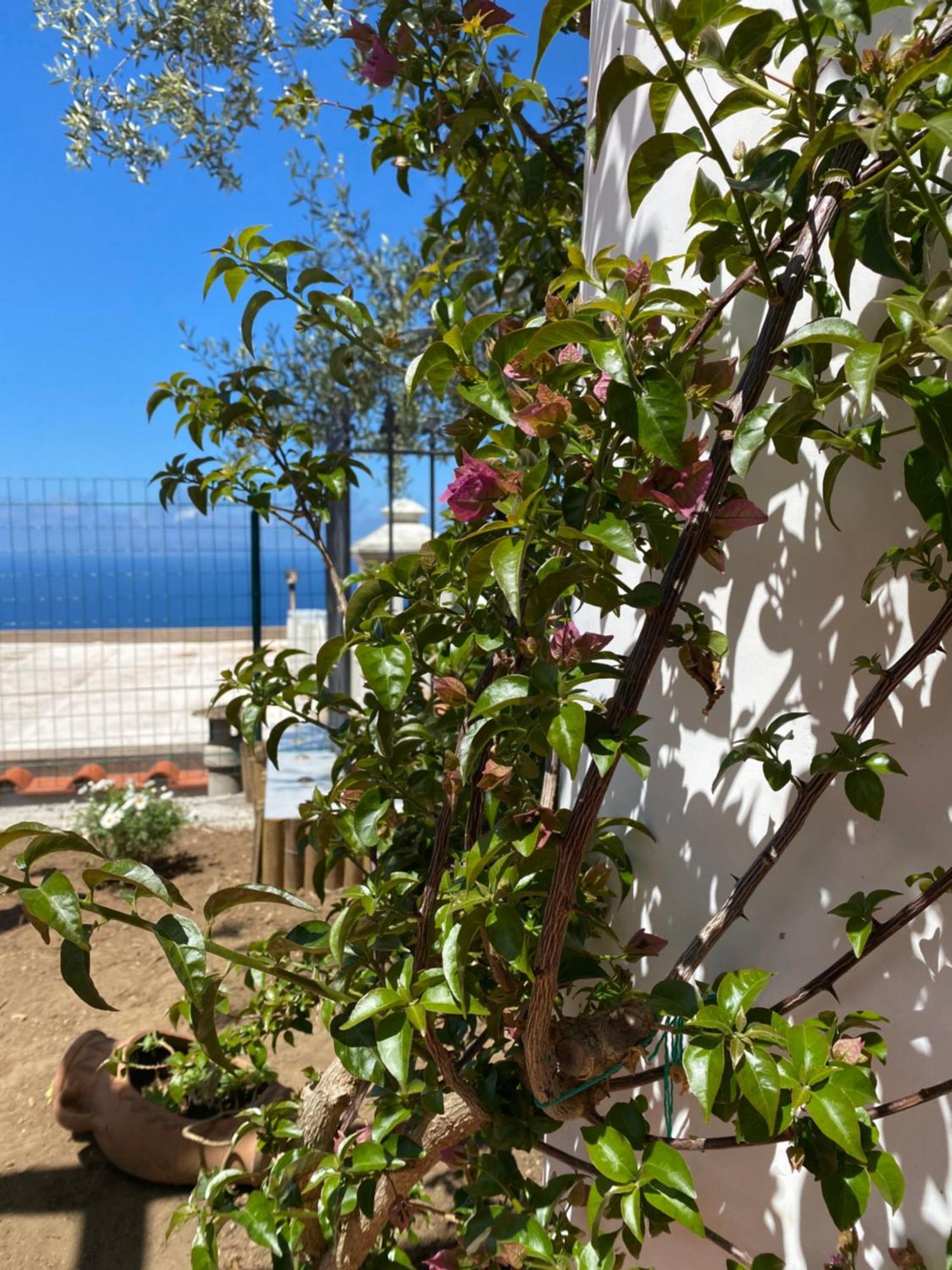 B&B La Ciammurrella Anacapri  Exteriör bild