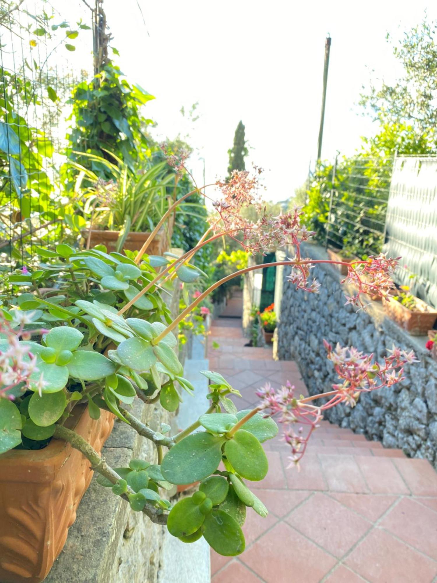 B&B La Ciammurrella Anacapri  Exteriör bild